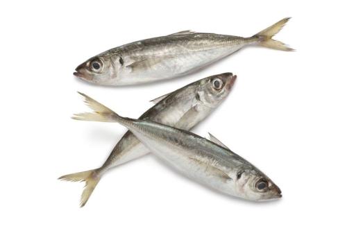 Horse Mackerel.jpg