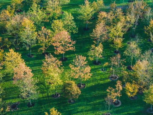 quercus petraea DJI_20231107085401_0556_D.jpg