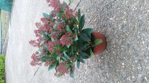 SKIMMIA.jpg SKIMMIA.jpg