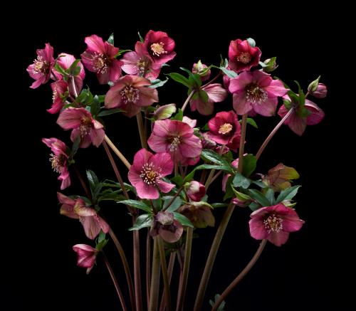 Helleborus orientalis single 'WB RED SELECTIONS1'.jpg