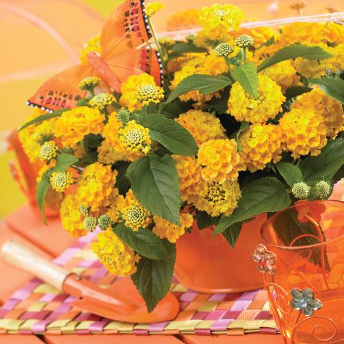 Lantana-camara-Lucky-Yellow_17504_1.jpg