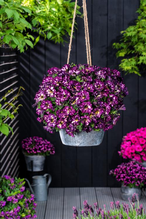 Petunia-grandiflora-Magenta-Mambo_37272_2.jpg