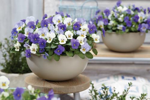 Viola-cornuta-EVO-Mini-F1-MixMasters-Athens_35093_4.jpg