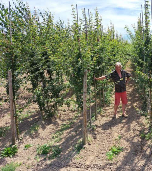 Acer campestre Elsrijck 8-10-12 ++