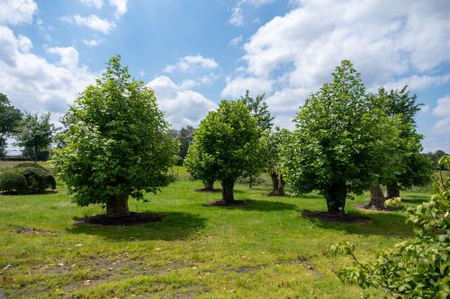 Foto O-trees