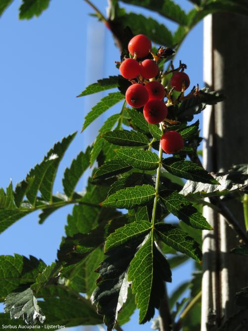 admgreentraders_f5c4-sorbus-aucuparia.jpg