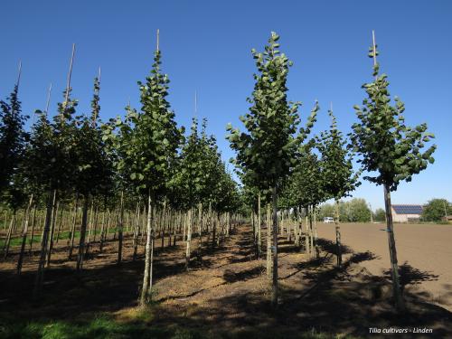 admgreentraders_f5c4-tilia-cultivars.jpg