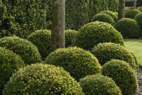 plant select