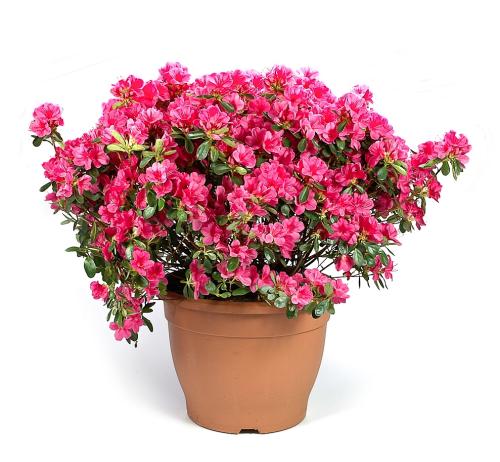 vdwplant 5 azalea japonica.jpg