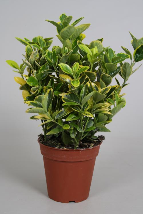 vdwplant 7 euonymus.jpg