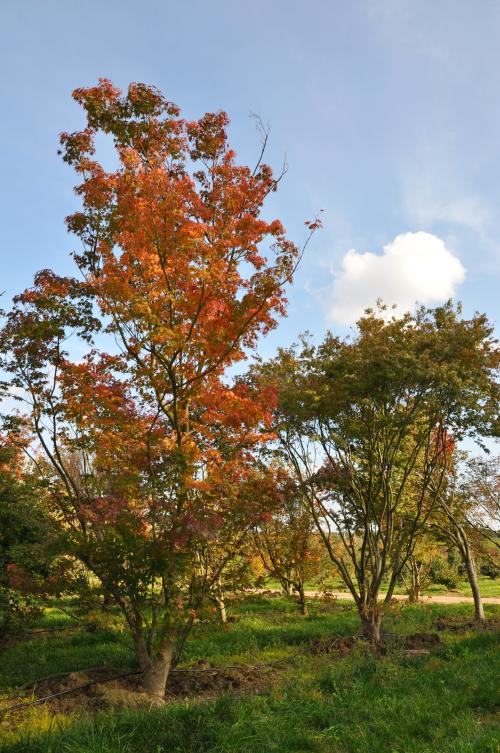 Acer palmatum_.jpg