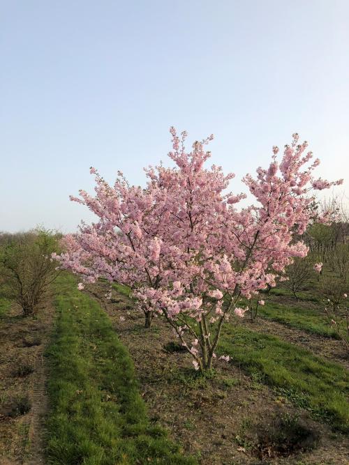 Prunus 'Accolade' bloesem.jpg