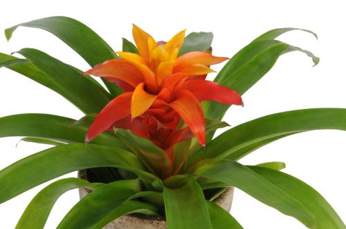 f52d-guzmania-flava.jpg