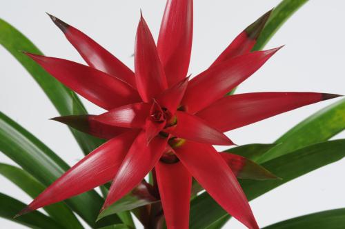 f52d-guzmania-rubra.jpg