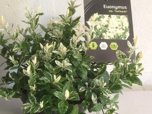 f5a3-euonymus-easy-green.jpg