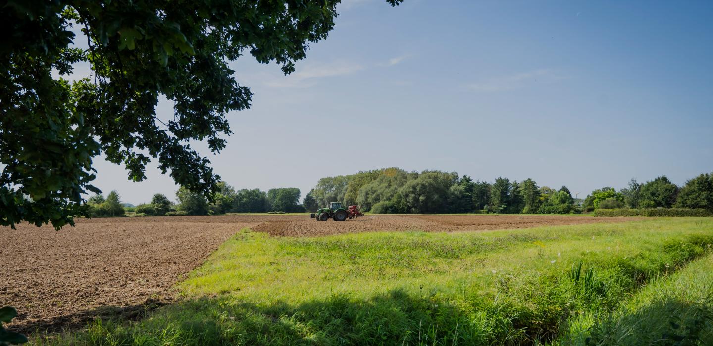 Flanders field