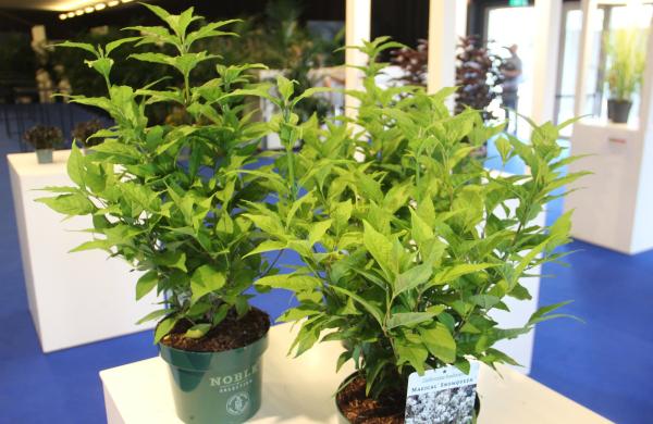 Florall-Messe Flandern: Callicarpa bodinieri ‘Magical snowqueen’ gewinnt Florall-Award in Gold