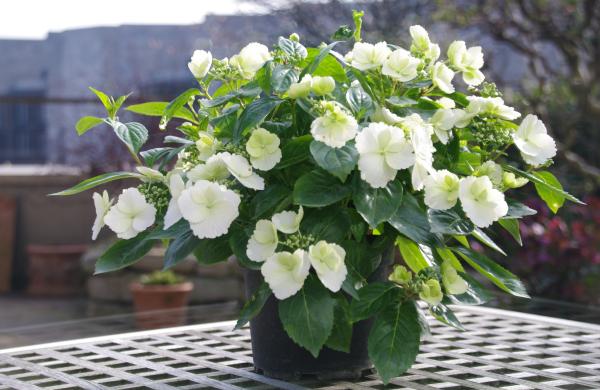 Gold für die Hydrangea 'Runaway Bride' von De Nolf, mit besonderer Blühweise