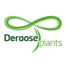 Deroose