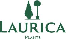 Laurica