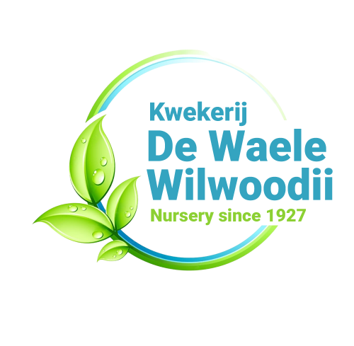 Logo Wilwoodii 2025.png