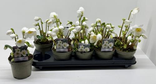 Helleborus