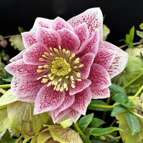 H. orientalis Double Pink Spotted
