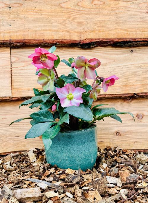 Helleborus Springrise Blush