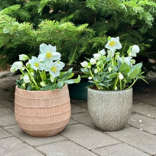 Helleborus Niger
