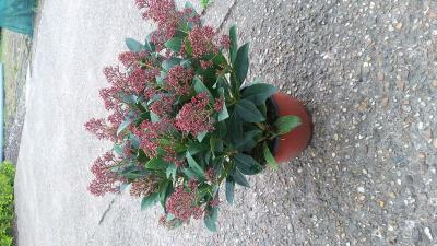 SKIMMIA.jpg
